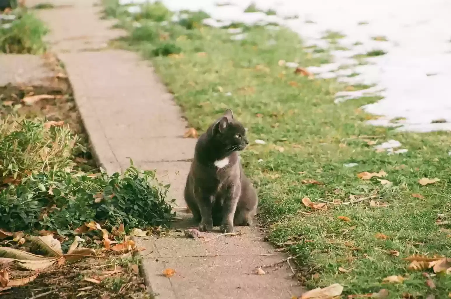 Lost cat in Spokane, WA, 99202