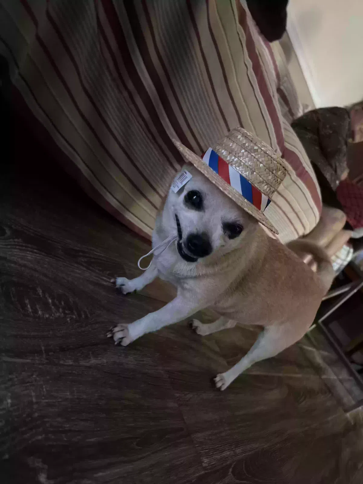 Lost dog in Bakersfield, CA, 93304