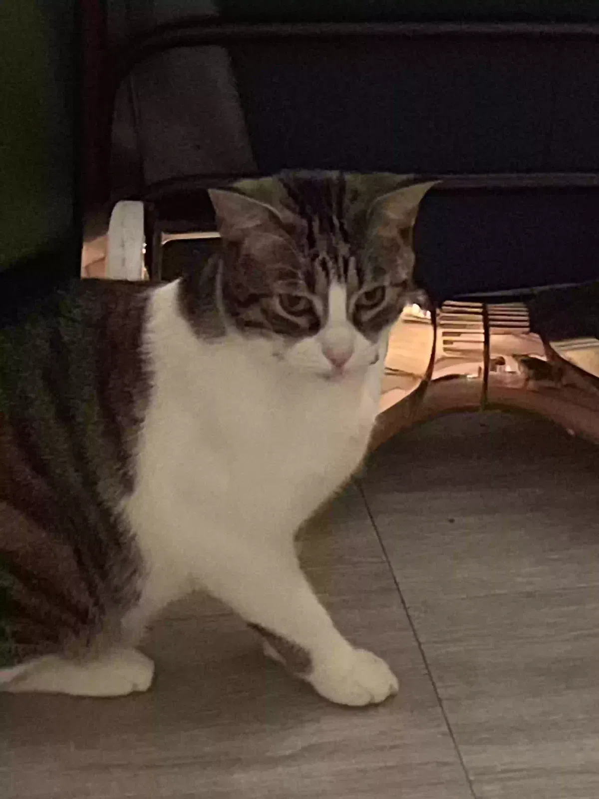 Lost cat in Saint Paul, MN, 55117
