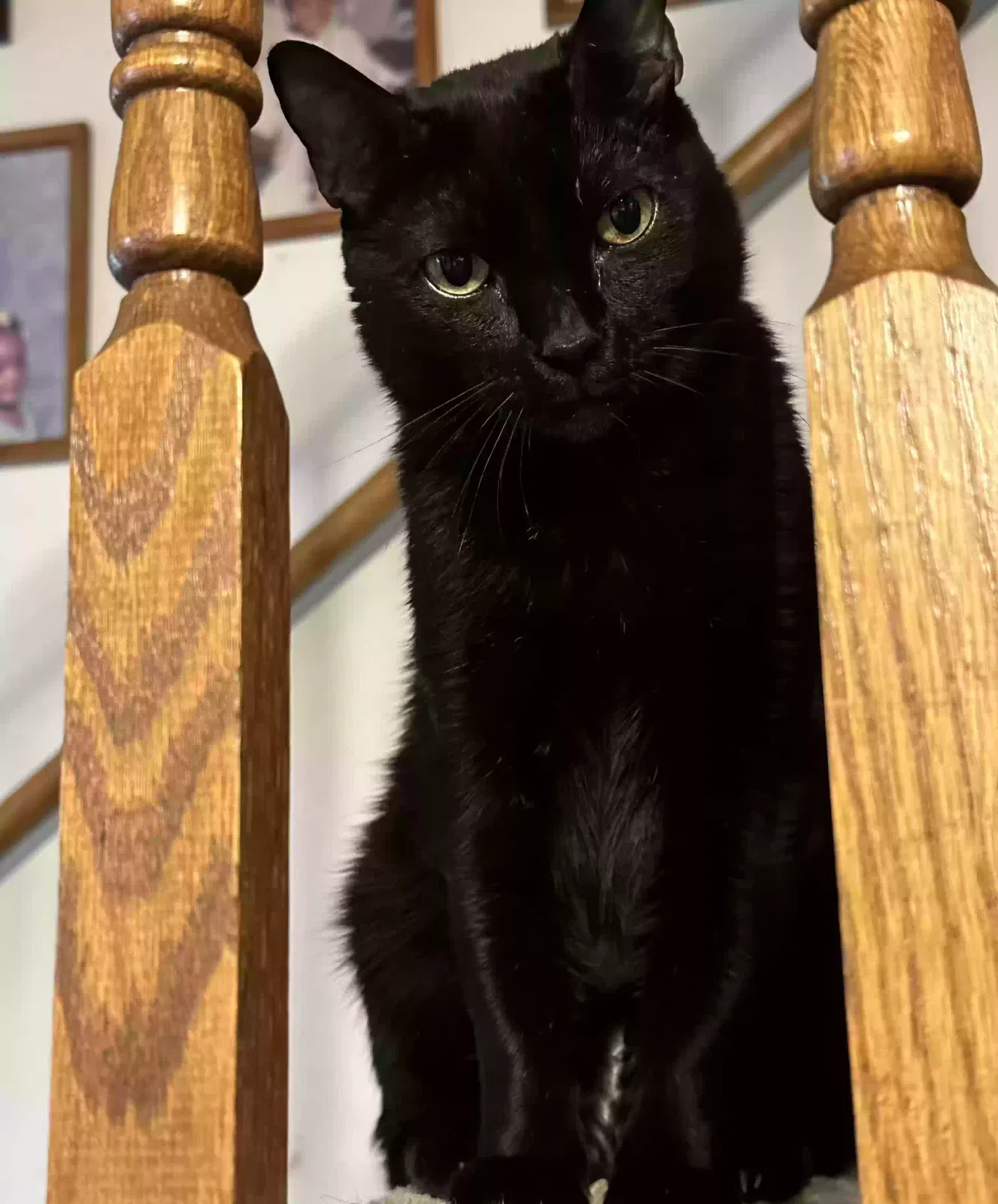 Missing Cat