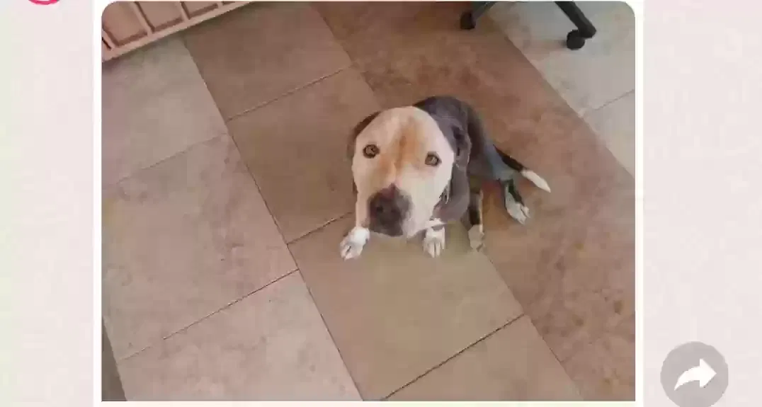 Found dog in Tucson, AZ, 85714
