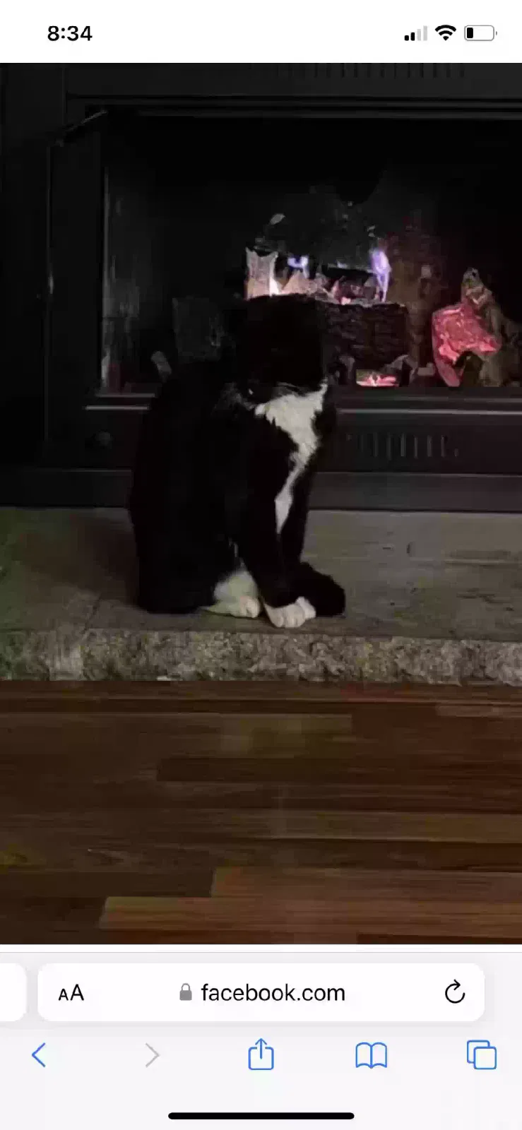 Lost cat in Auburn, CA, 95603