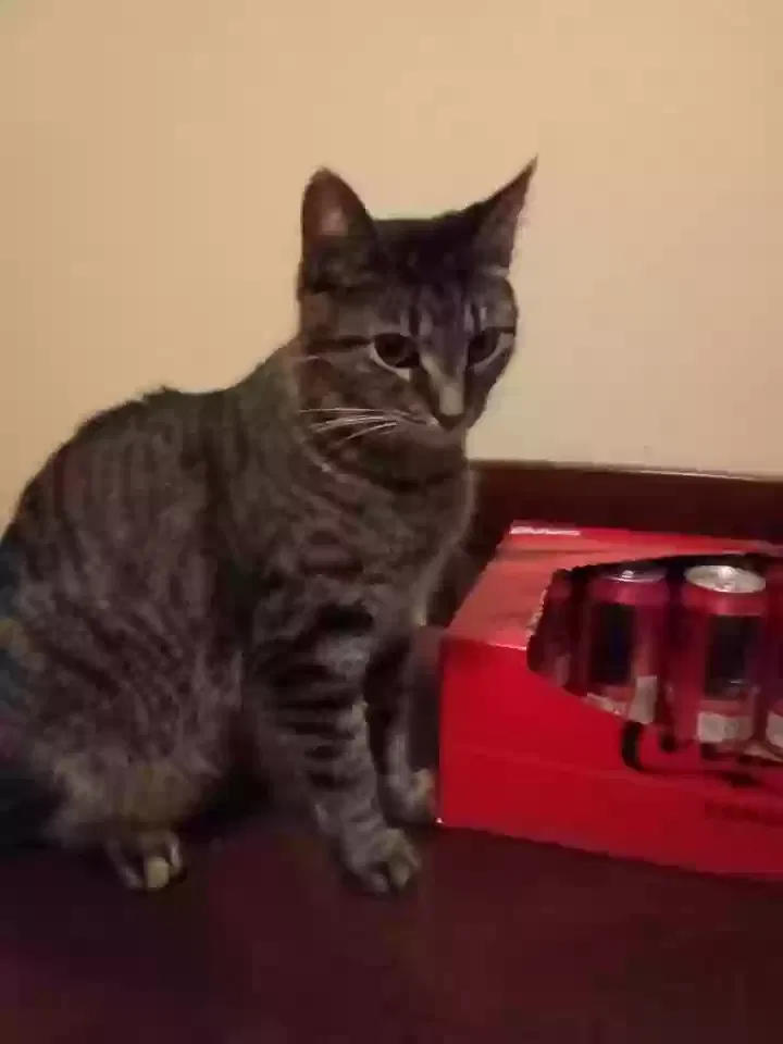 Lost cat in Toledo, OH, 43604
