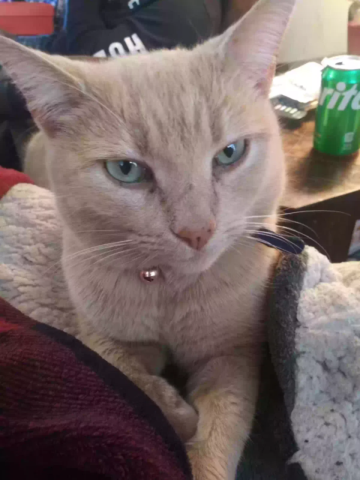 Lost cat in Murfreesboro, TN, 37127