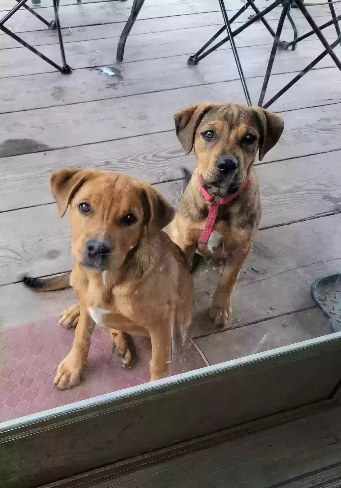 Found dog in Harper, WV, 25851