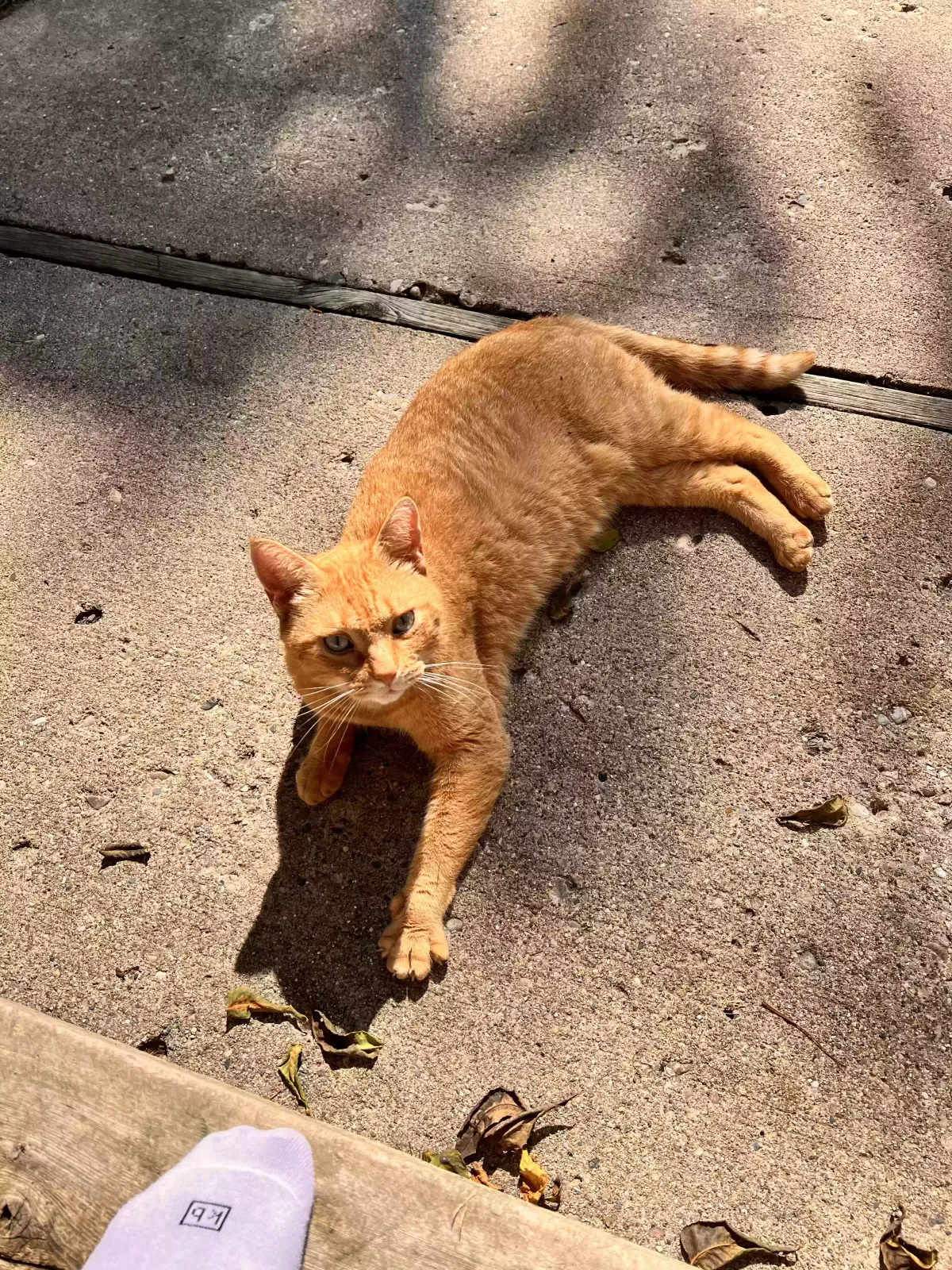 Lost cat in Ypsilanti, MI, 48197