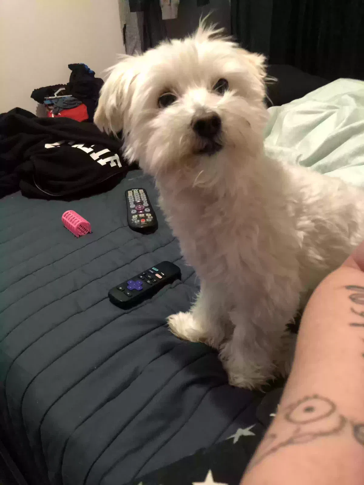 Lost dog in Fontana, CA, 92335