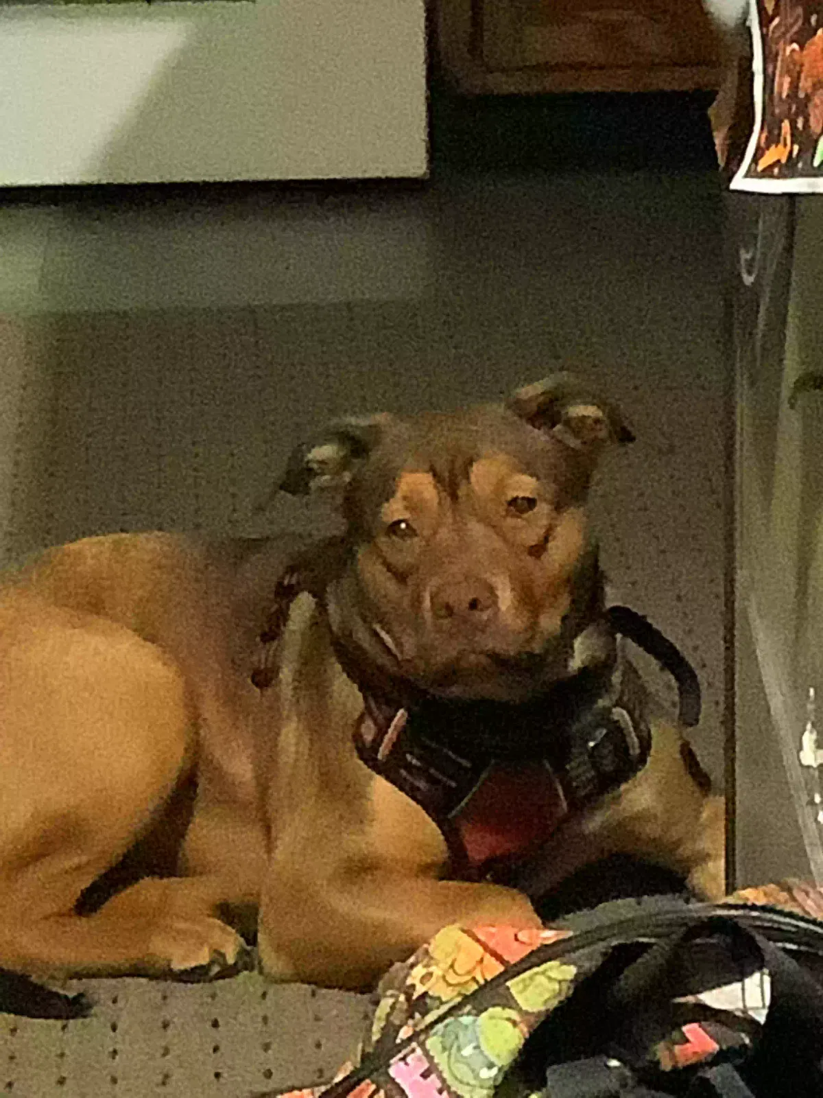 Lost dog in Terre Haute, IN, 47802