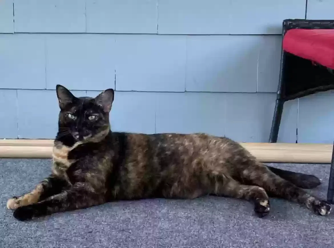 Lost cat in San Antonio, TX, 78249