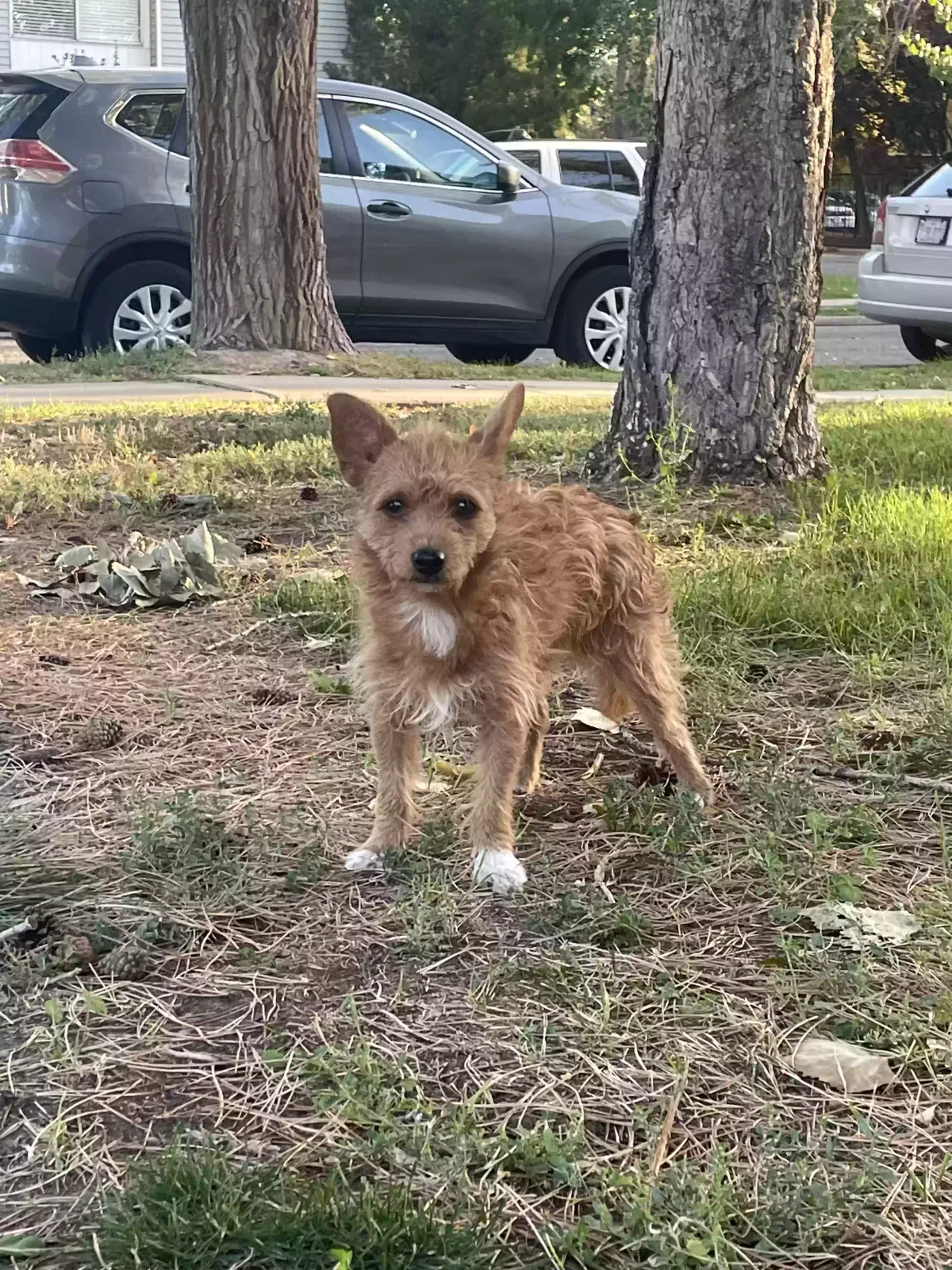 Found dog in Salt Lake City, UT, 84119