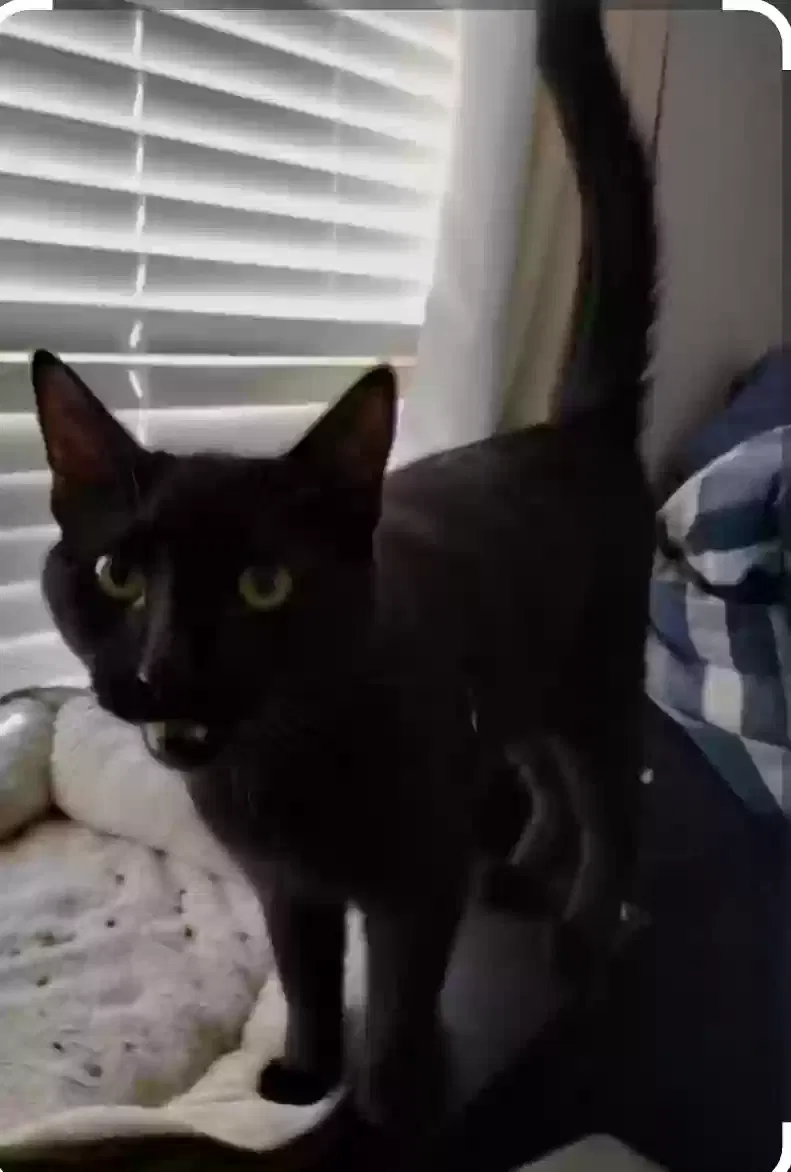 Lost cat in Hawthorne, CA, 90250