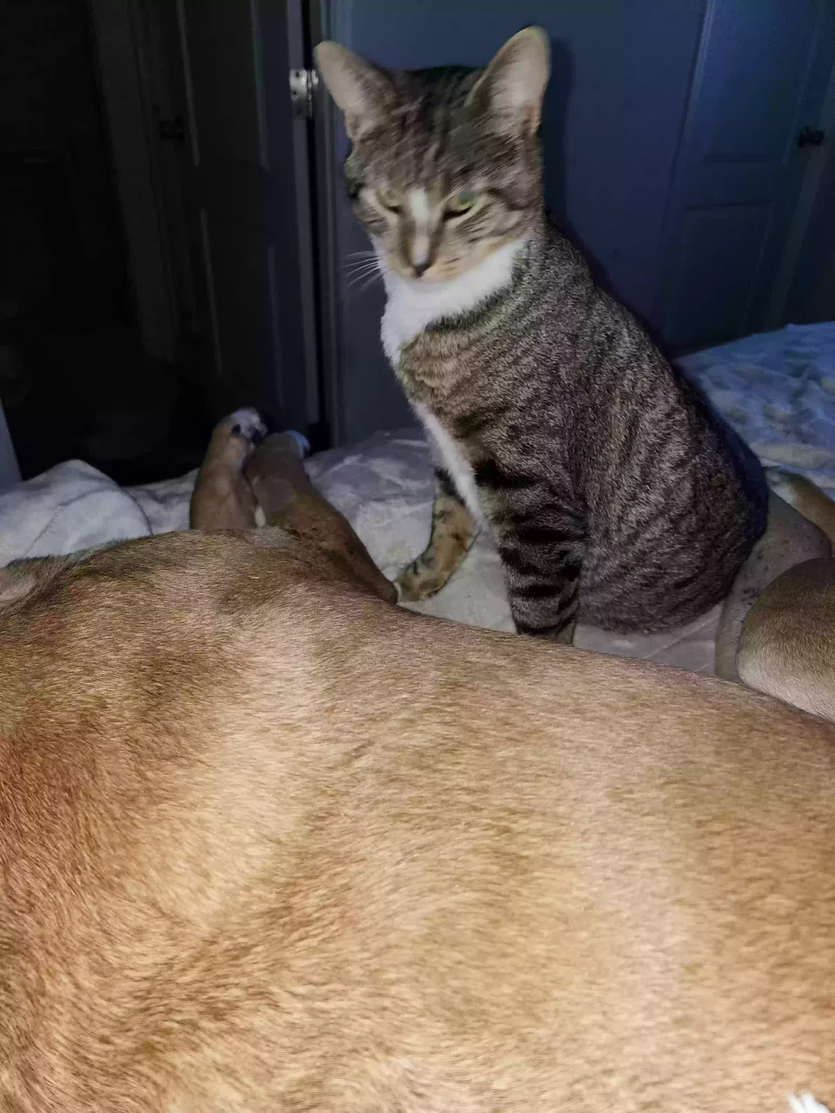 Lost cat in Gig Harbor, WA, 98329