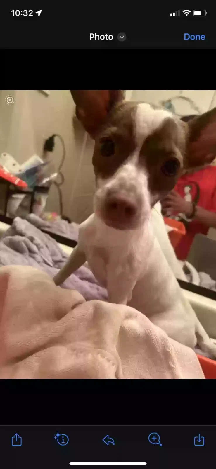 Found dog in Orlando, FL, 32822