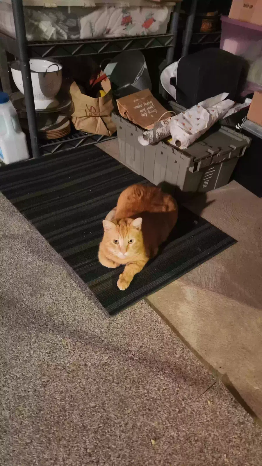 Found cat in Trenton, NJ, 8691