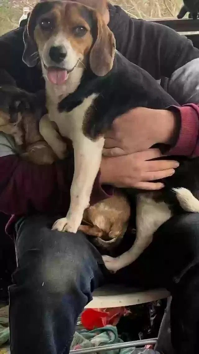 Lost dog in Casar, NC, 28020