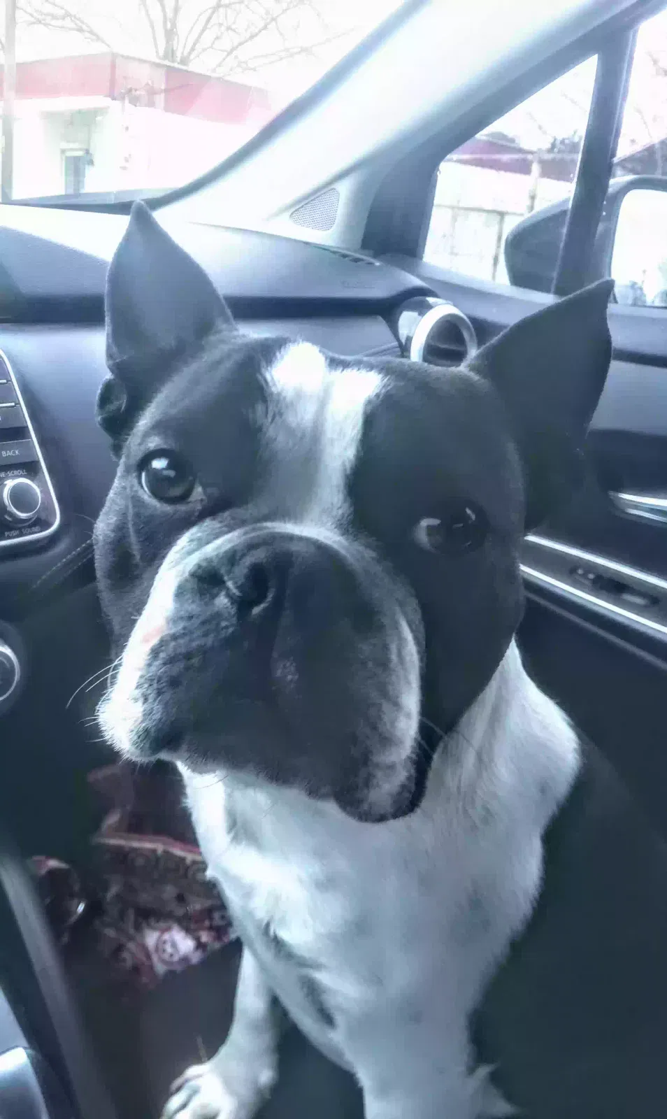 Lost dog in Quinlan, TX, 75474