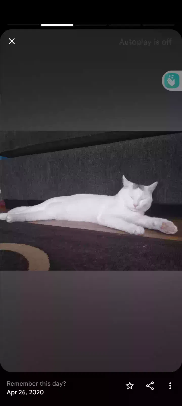 Lost cat in Spring Valley, CA, 91977