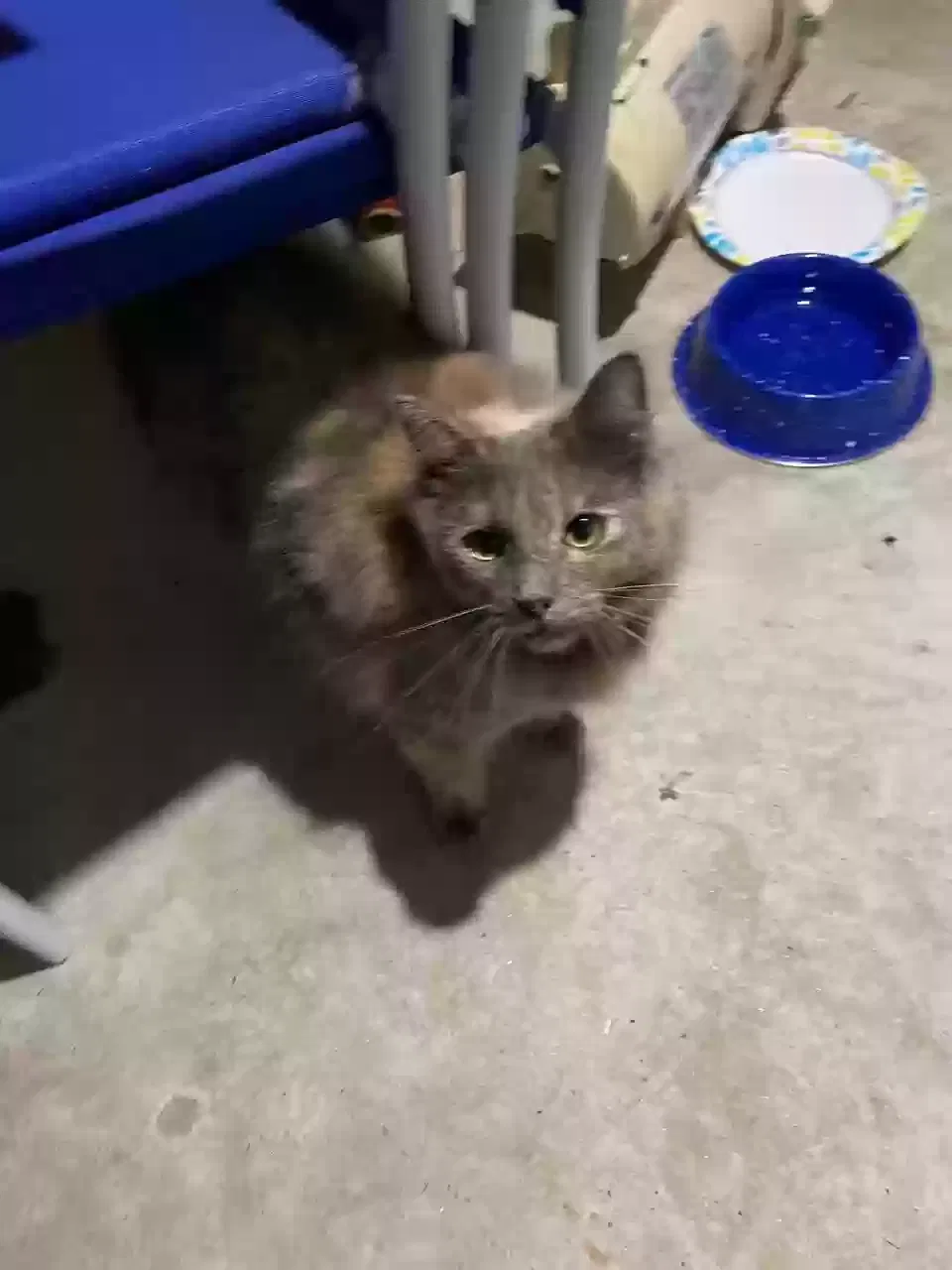 Found cat in Tolland, CT, 6084
