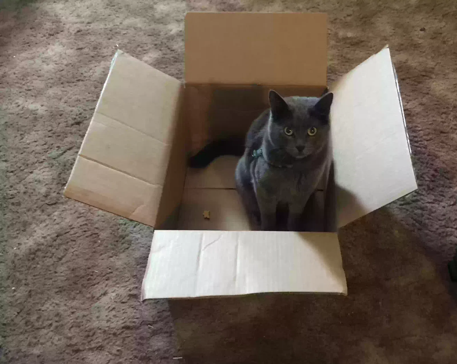 Lost cat in Las Vegas, NM, 87701