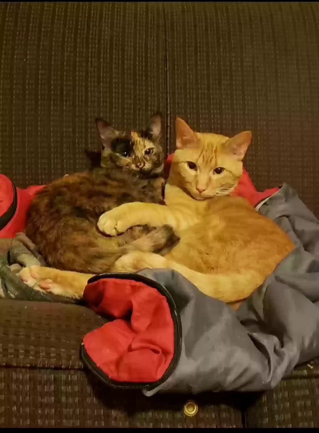 Lost cat in Shakopee, MN, 55379