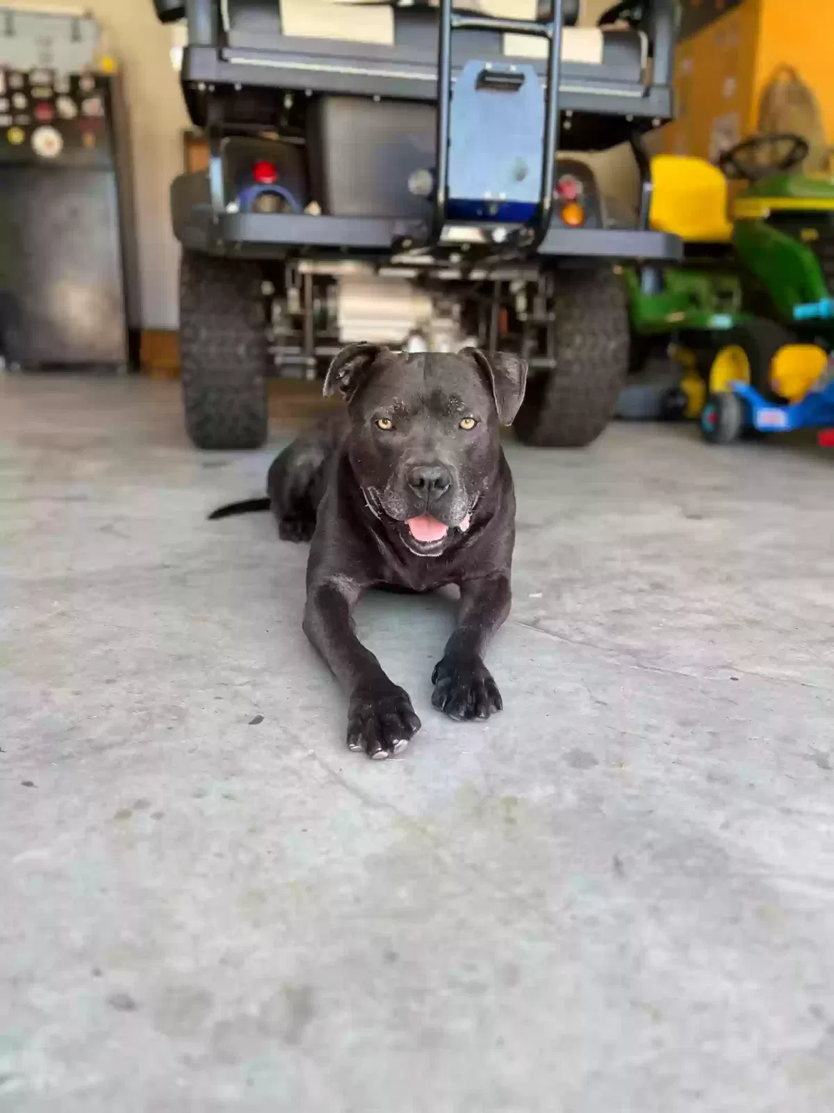Found dog in Williamson, GA, 30292