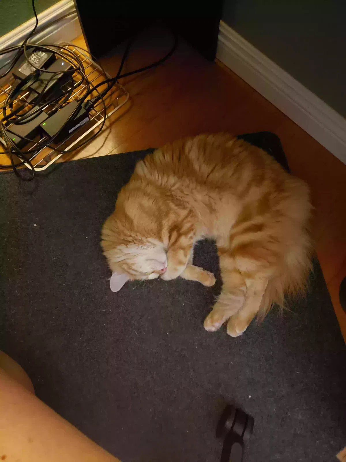 Lost cat in Murrieta, CA, 92562