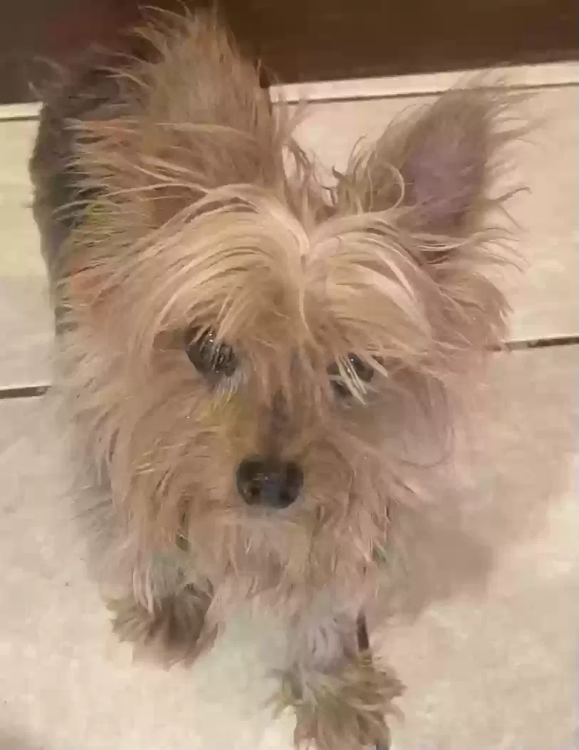 Lost dog in Garland, TX, 75042