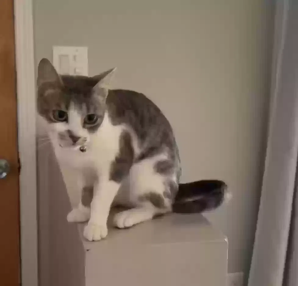 Lost cat in Madison Heights, MI, 48071