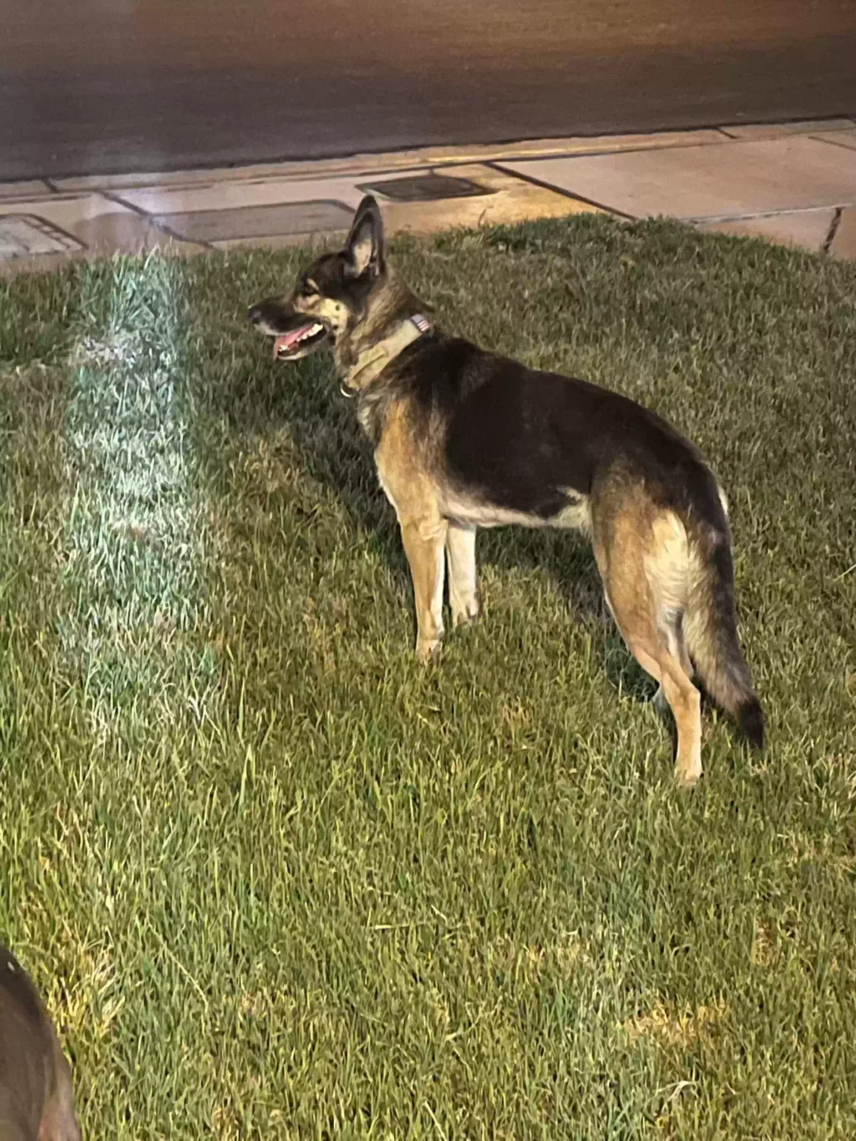 Lost dog in Las Vegas, NV, 89128