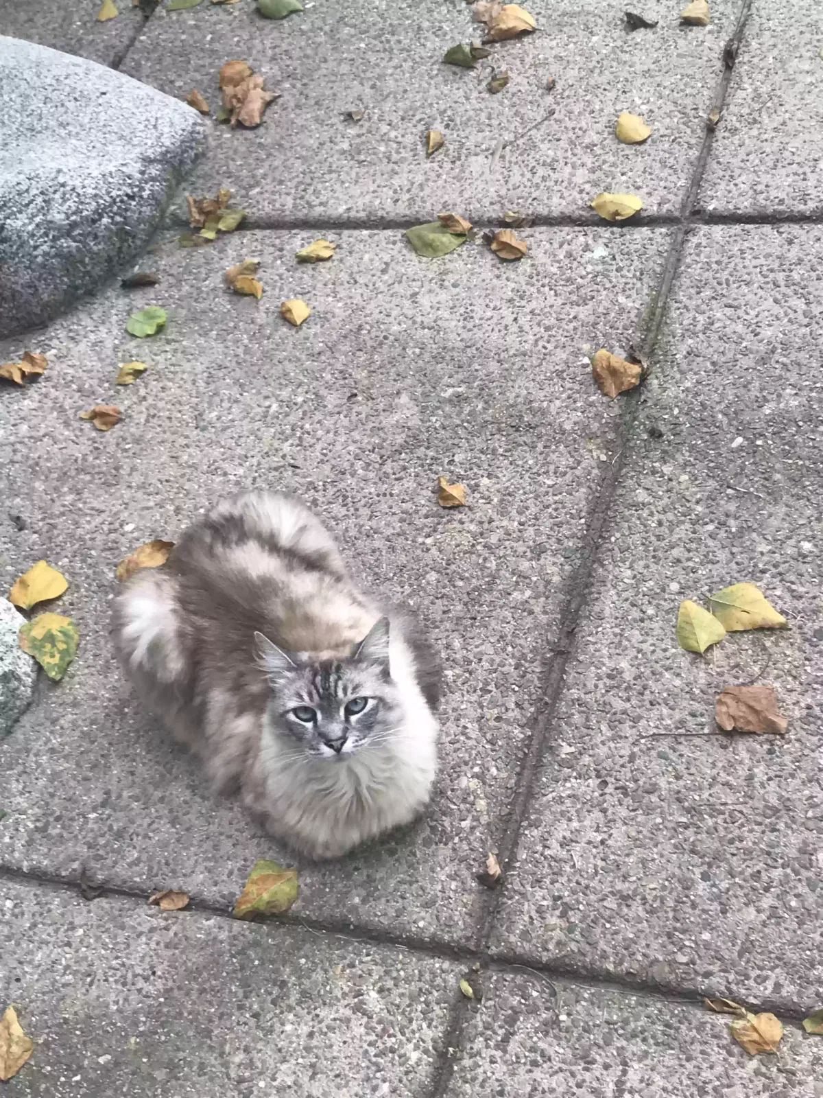 Lost cat in Chula Vista, CA, 91910