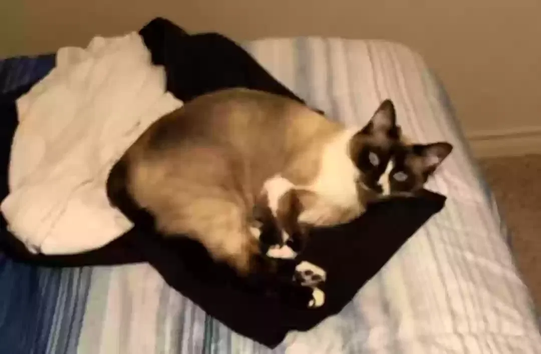 Lost cat in Abilene, TX, 79606