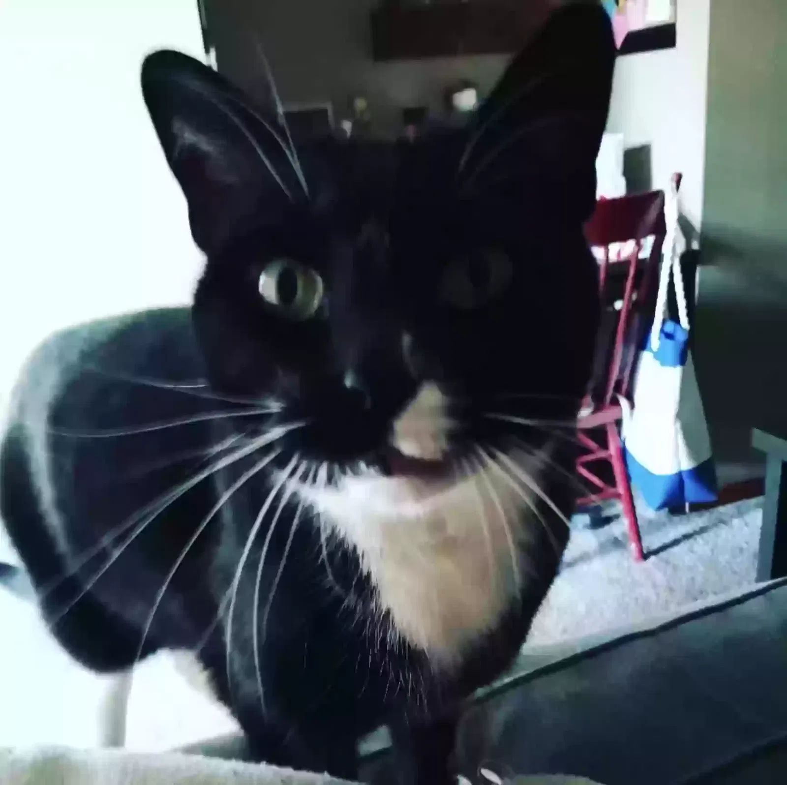 Lost cat in Darien, IL, 60561