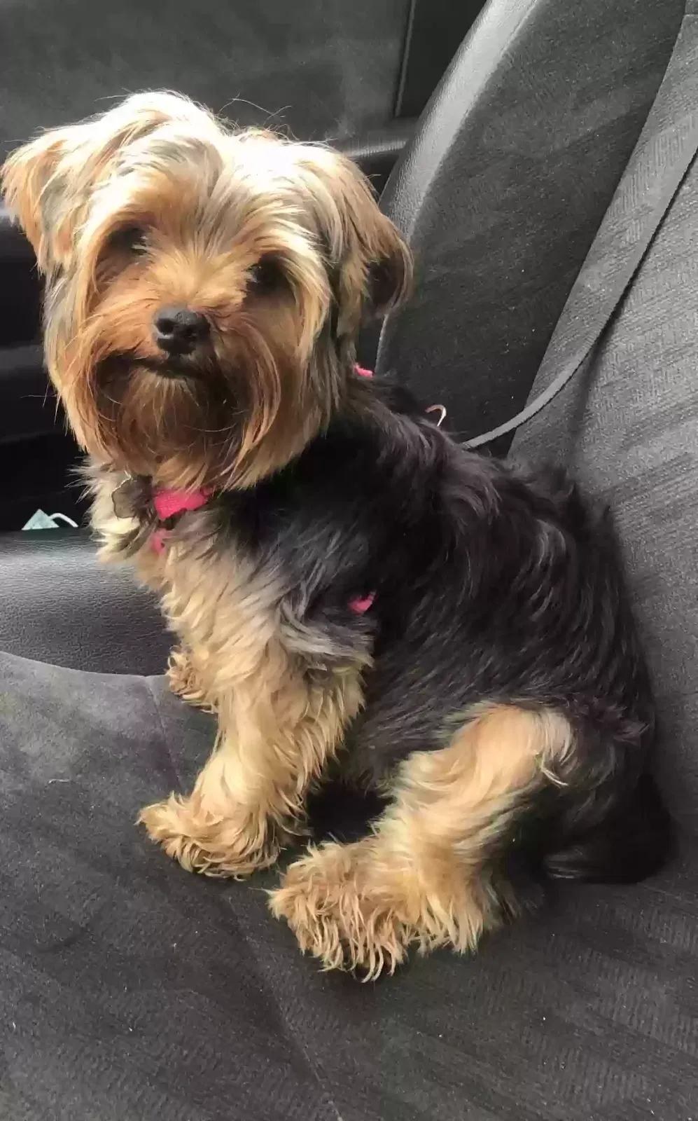 Lost dog in San Diego, CA, 92114