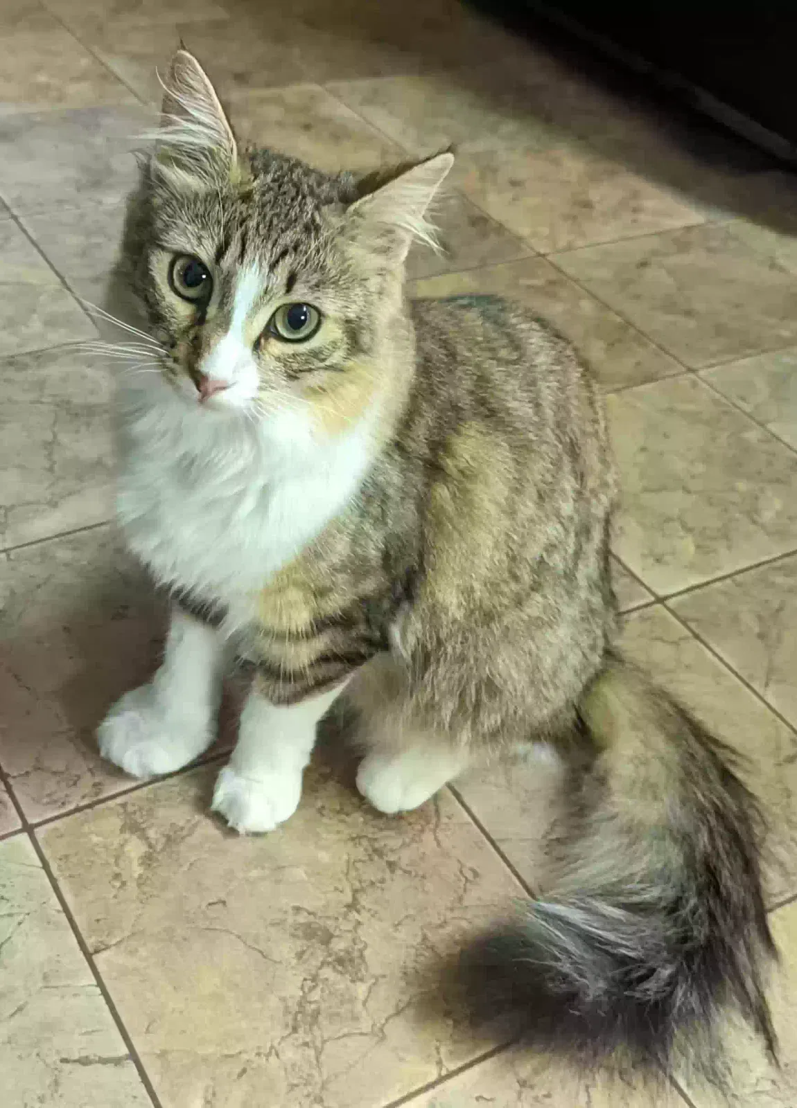 Lost cat in Chattanooga, TN, 37412
