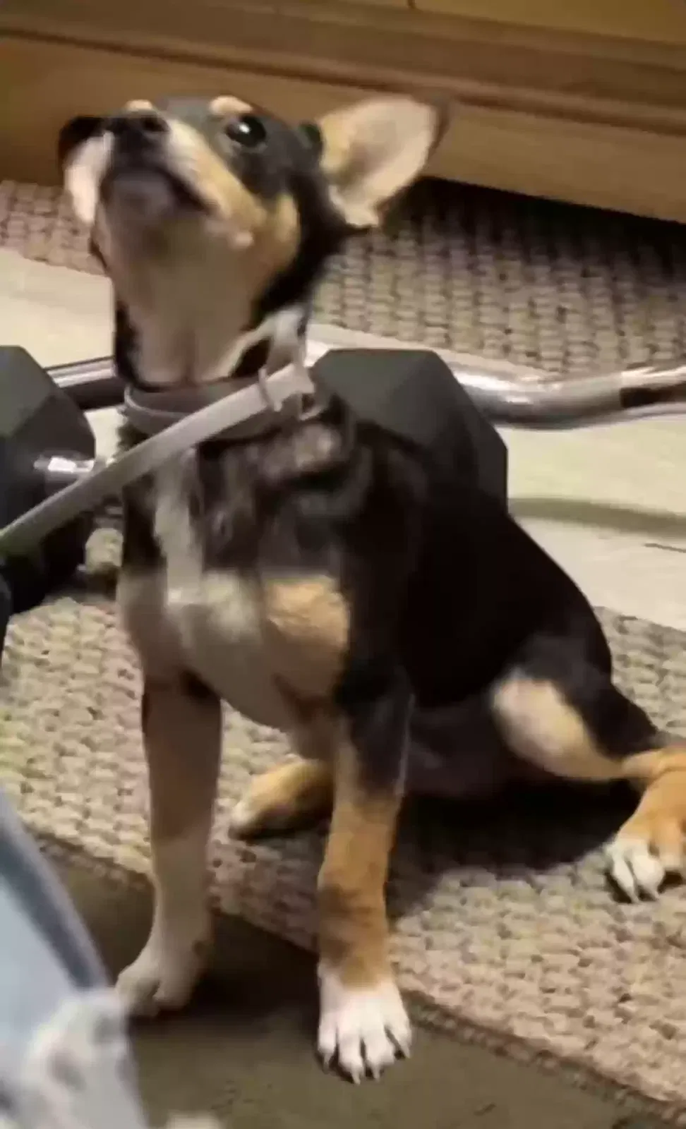 Lost dog in Stockton, CA, 95204