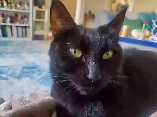 Lost cat in San Leandro, CA, 94577