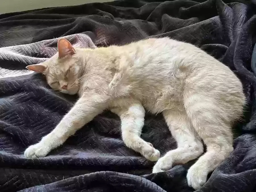 Lost cat in Olympia, WA, 98502