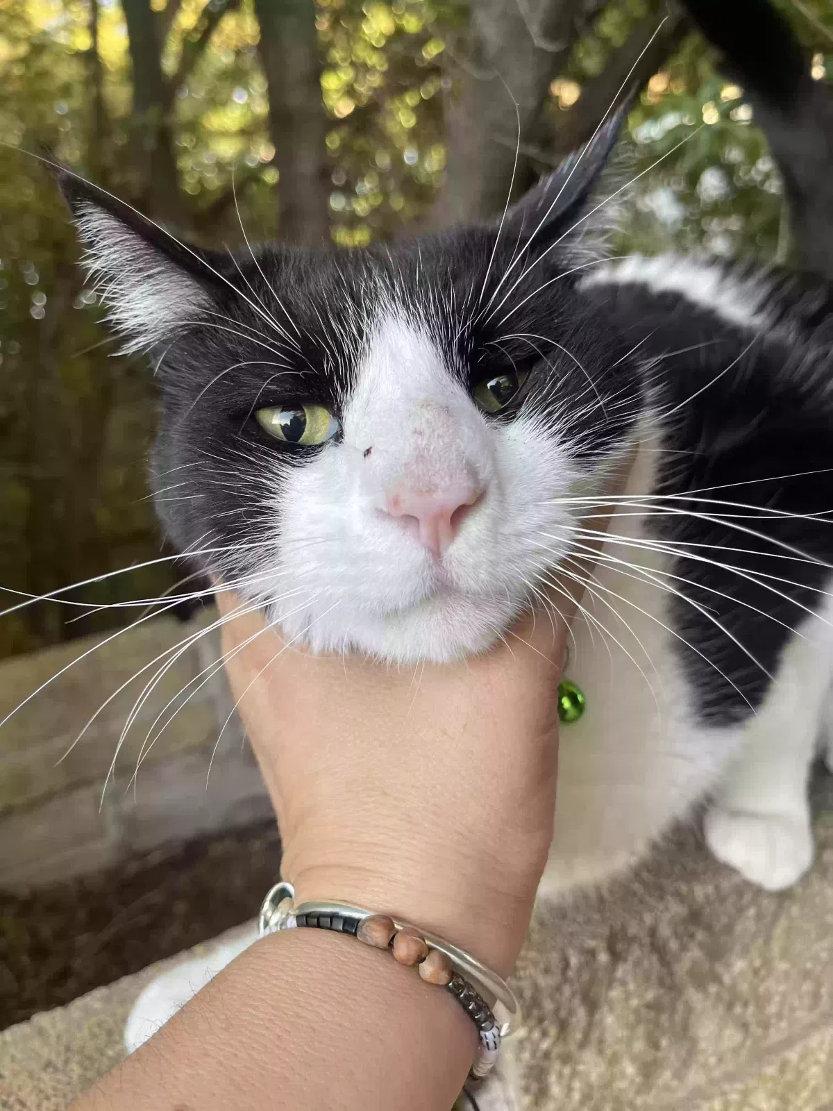 Lost cat in Edgewood, NM, 87015