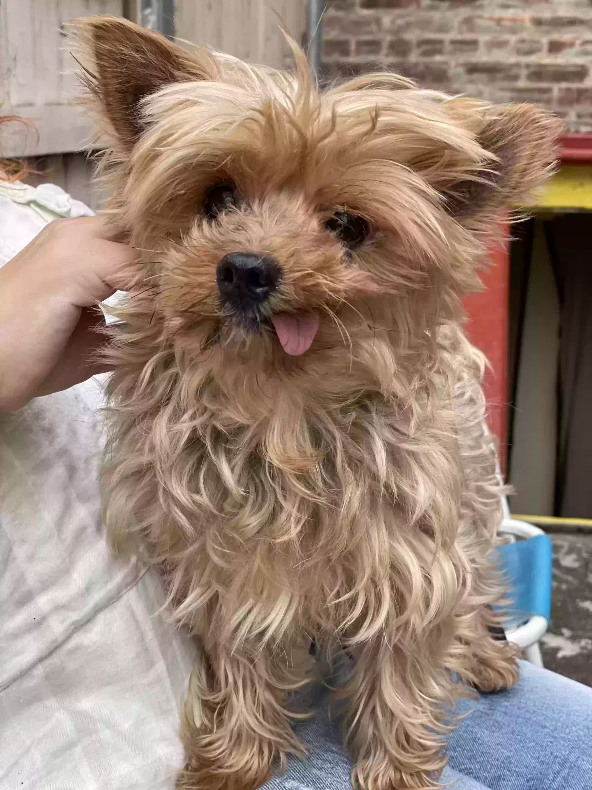 Lost dog in Woodside, NY, 11377