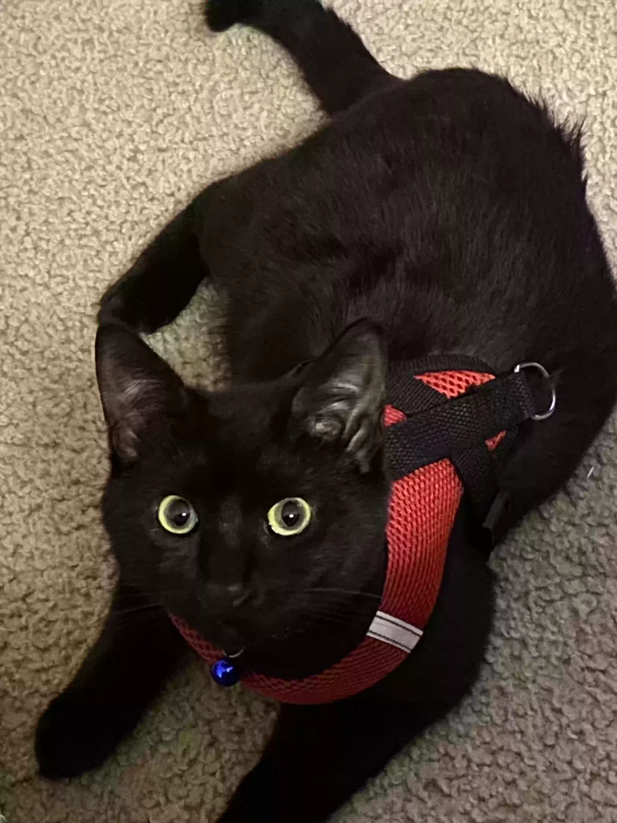 Lost cat in Cypress, TX, 77433