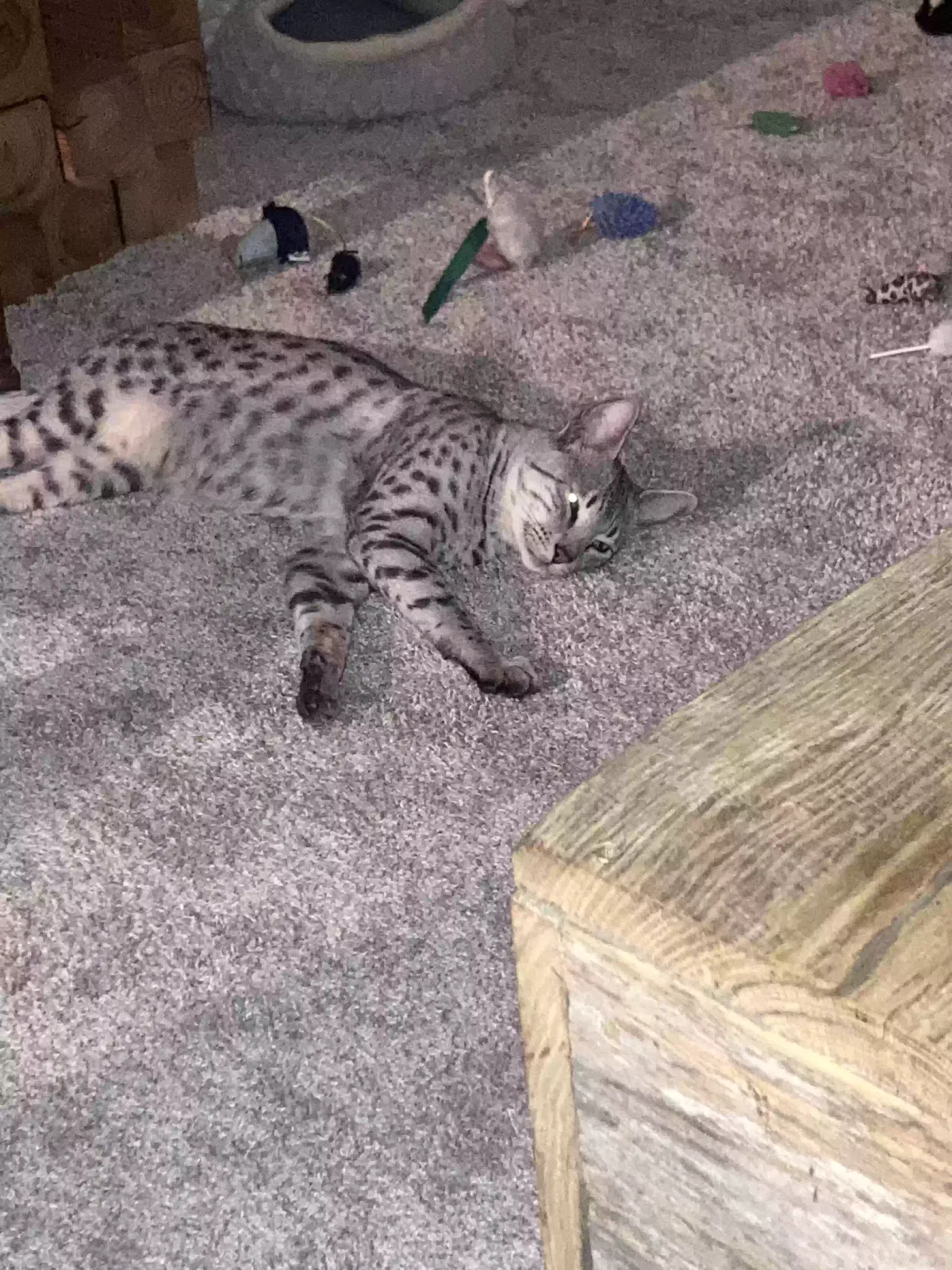 Lost cat in Chattanooga, TN, 37415