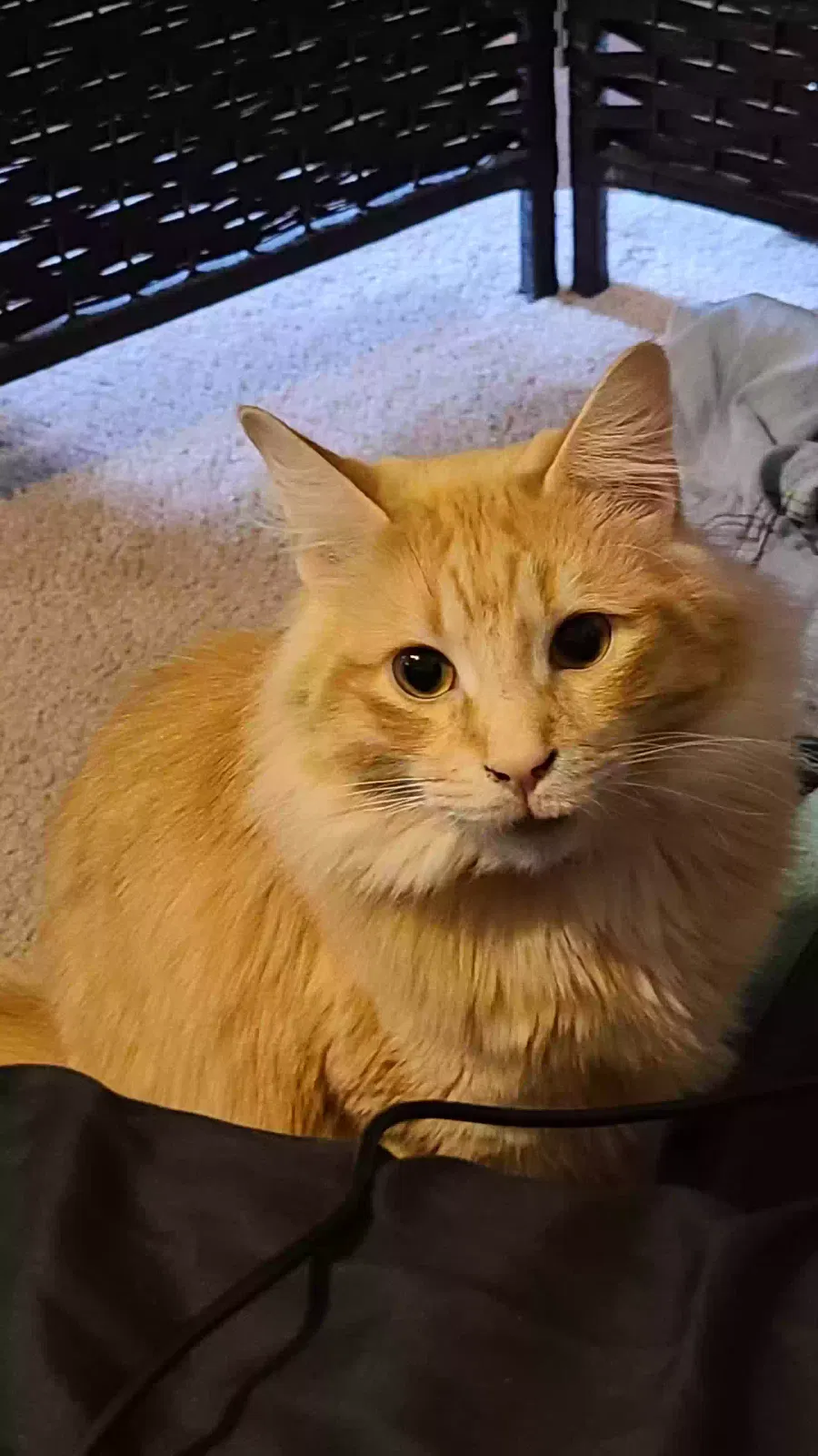 Lost cat in Taylor, MI, 48180