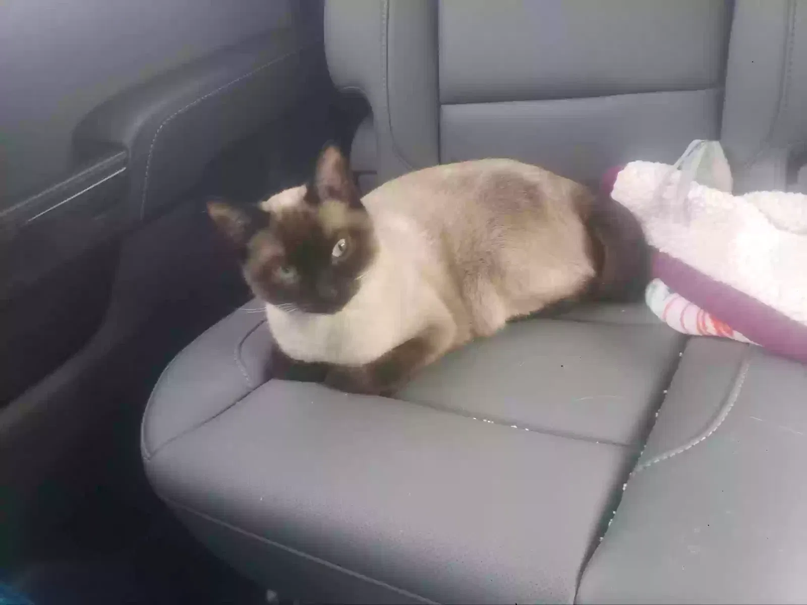 Lost cat in Colorado Springs, CO, 80918