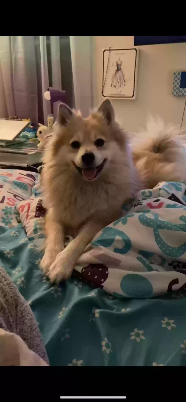 Lost dog in Oakland, CA, 94603