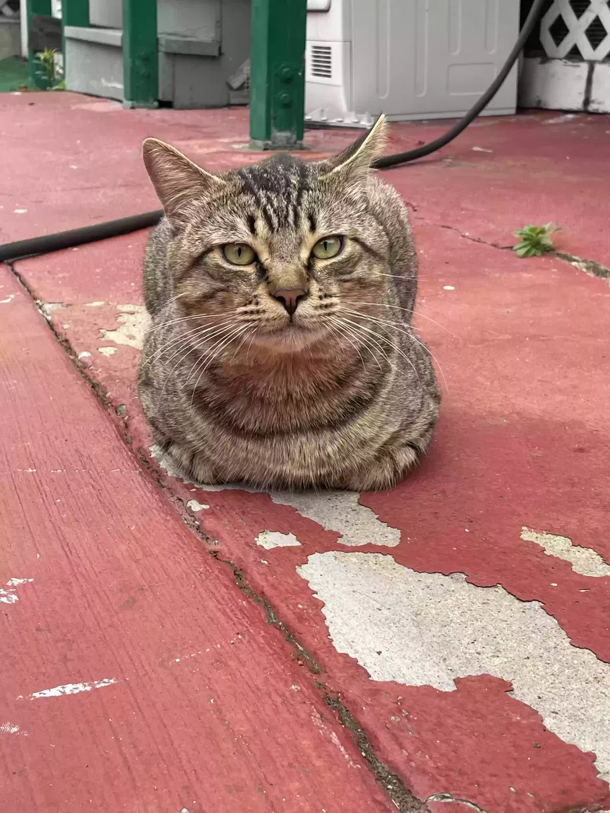 Lost cat in San Diego, CA, 92101