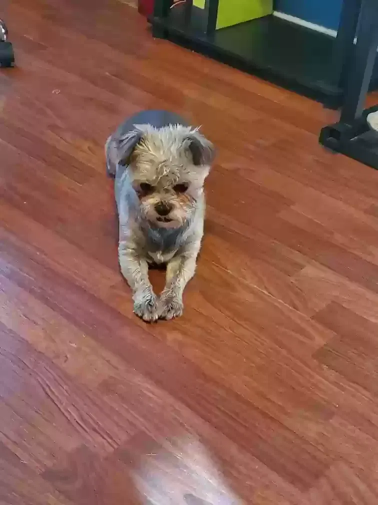 Lost dog in Apache Junction, AZ, 85119