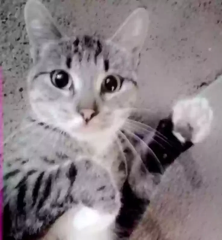 Lost cat in Brea, CA, 92821