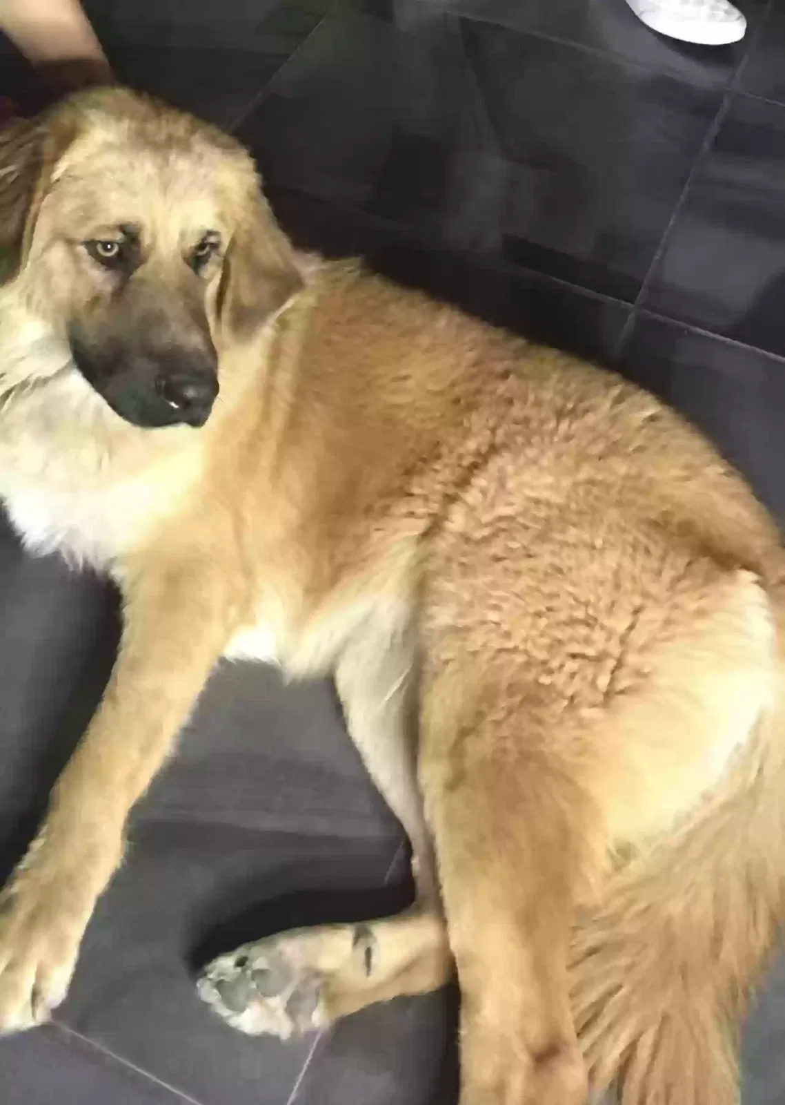Lost dog in Brownsville, TX, 78521