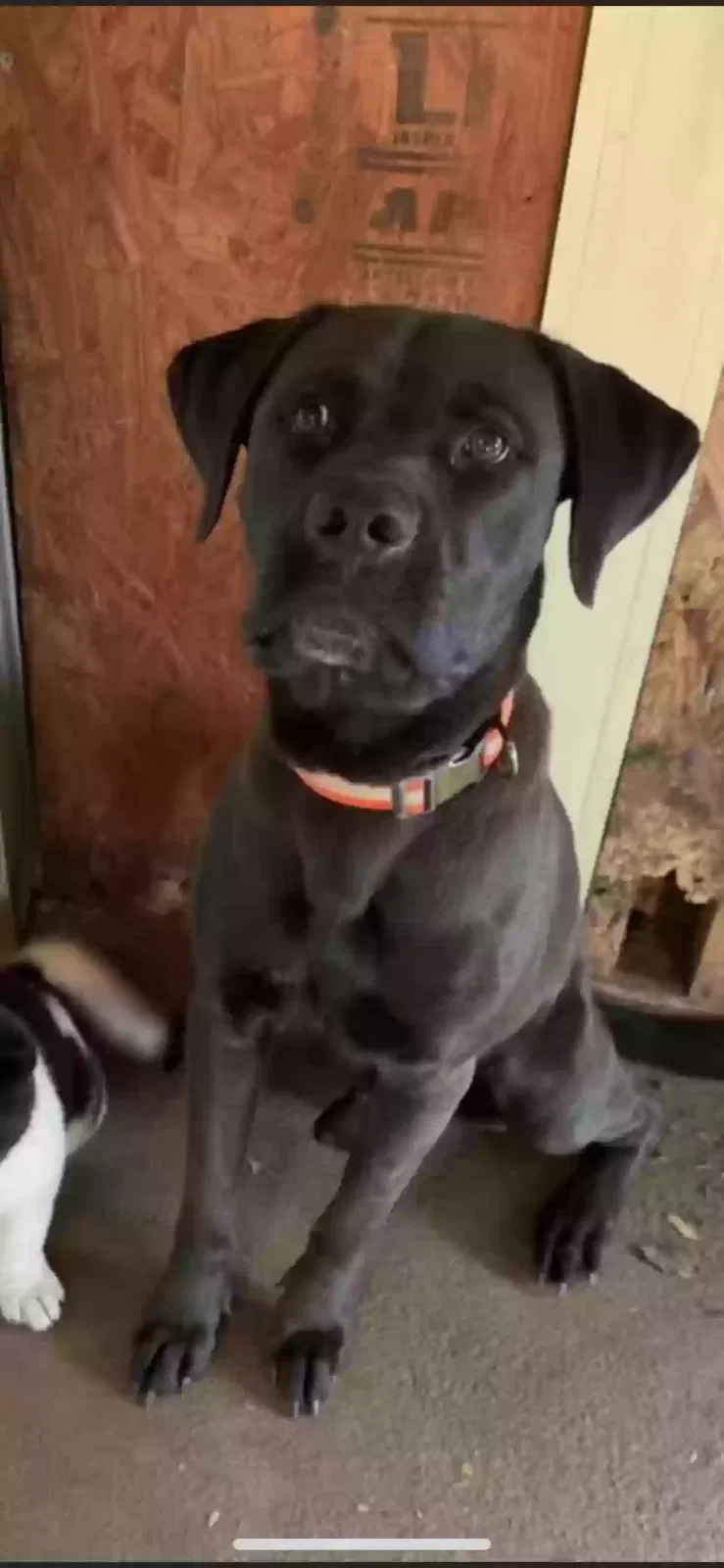 Lost dog in Orange, TX, 77630