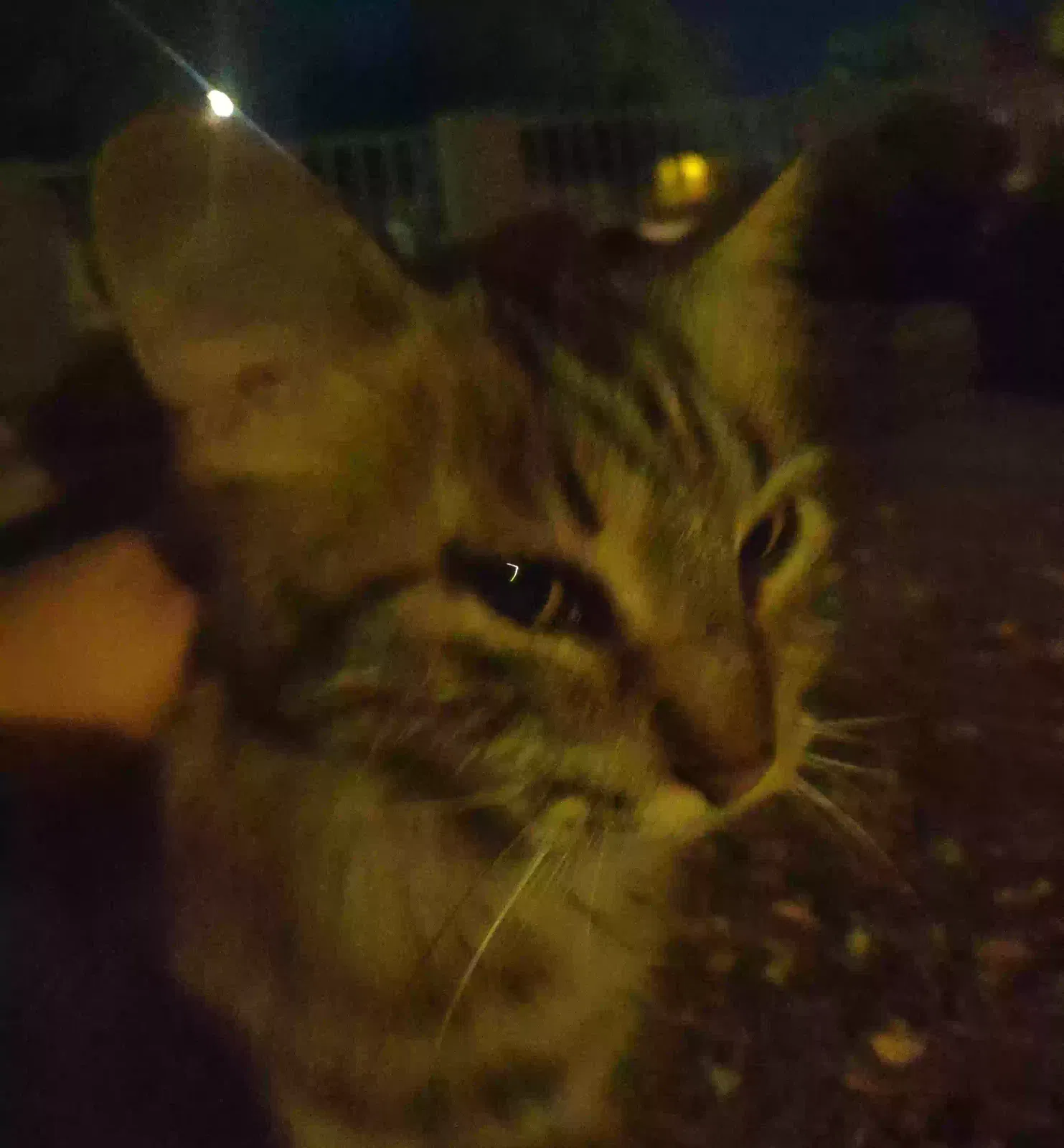 Found cat in Phoenix, AZ, 85006
